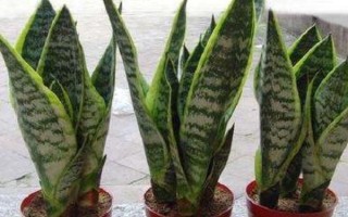 虎皮蘭太高了如何修剪，將它葉子頭部剪掉即可