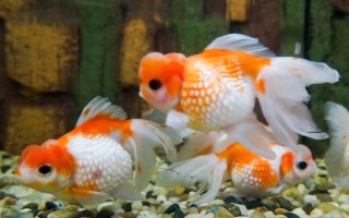 怎樣養(yǎng)好金魚，水溫保持在18-25℃之間