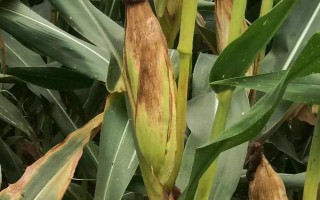 金粒1號(hào)玉米種子特征特性，高抗灰斑病(1級(jí))