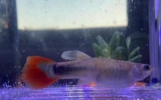 孔雀魚(yú)母魚(yú)生產(chǎn)完多久放回原缸，盡量單獨(dú)飼養(yǎng)5天后再放