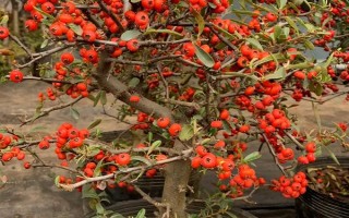 花卉矮化栽培技術(shù)，可采用無(wú)性繁殖或整形修剪等