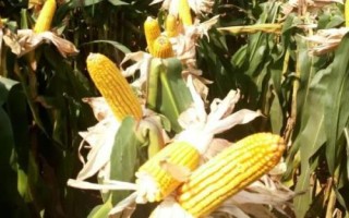 樂農(nóng)108玉米品種的特性，4月20日－5月15日播種