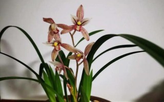 蘭花的別稱，具有中國蘭、幽蘭、蘭華等別名