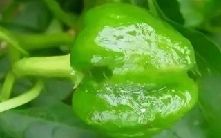 辣椒為什么會出現(xiàn)僵果，可能是授粉不良所導致