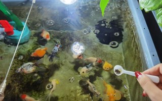 養(yǎng)金魚一定要用氧泵嗎，需根據飼養(yǎng)的數(shù)量來決定