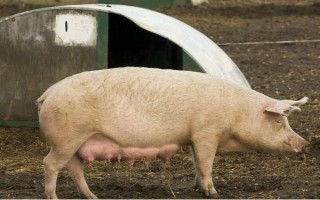 妊娠母豬不吃東西如何解決，飼喂健胃消食的藥物可治療不食癥