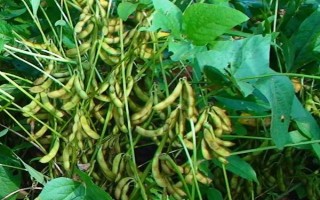 中聯(lián)豆2041大豆品種簡介，低肥力地塊密度2.2萬株/畝
