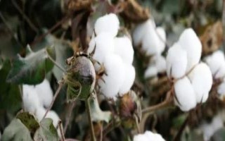 GB521棉花種子介紹，5月下旬至6月上旬播種