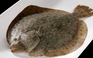 比目魚又叫什么魚，又被叫做鰈魚、偏口魚等