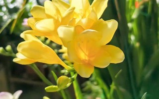 香雪蘭的花語，寓意純潔、幸福等