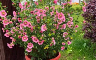 家里可以養(yǎng)木槿花嗎，家里不適合養(yǎng)木槿花