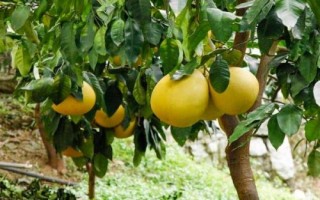 給柚子施肥要注意什么，需根據(jù)樹齡調(diào)整肥料比例
