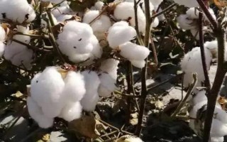 新陸早50號(hào)棉花種子特征特性，平均生育期120-132天