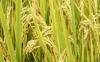 川浙優(yōu)絲苗水稻種子介紹，每畝有效穗數(shù)21.8萬(wàn)穗