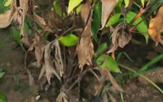 白術(shù)種子的種植方法，播種時(shí)間為3月下旬至4月上旬