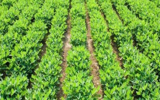 花生的種植技術(shù)，適宜在砂質(zhì)壤土中種植