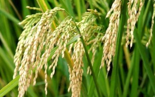 華風(fēng)優(yōu)6086水稻種子特征特性，生育期較長