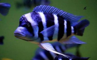 短鼻六間魚好不好養(yǎng)，比較好養(yǎng)但會(huì)欺負(fù)小型魚類