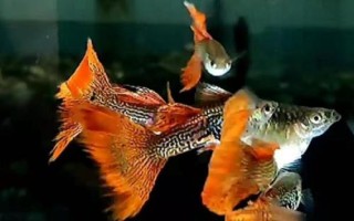 孔雀魚如何喂養(yǎng)，首先注意養(yǎng)殖密度