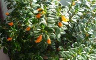 金魚吊蘭簡介，屬多年生草本植物