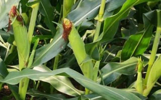 清科甜1號玉米種子簡介，秋植生育期74天