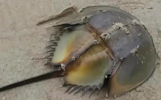 鱟魚(yú)有沒(méi)有毒，屬于有毒動(dòng)物