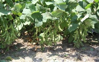 蒙豆180大豆品種簡介，生育期107天