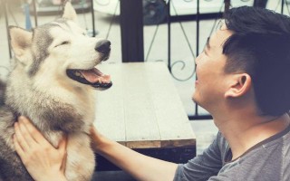 狗狗抑郁癥的常見表現(xiàn)，常表現(xiàn)為食欲下降、精神不振等