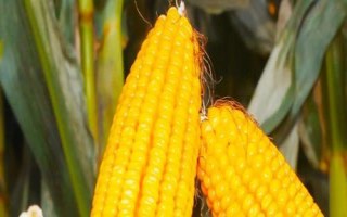 延科10號玉米種子介紹，適宜播種期4月中下旬