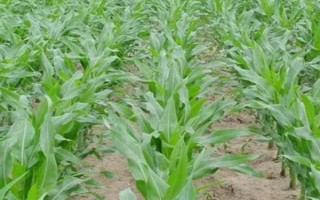 臨奧2號(hào)玉米品種的特性，四川省春播全生育期125天