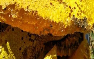 棗花蜜結(jié)晶后呈哪種顏色，一般為淺琥珀色或淺黃色