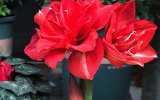 何時種植朱頂紅的種球，在4月份種植成活率更高