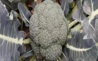 西蘭花能水培種植嗎，不能水培