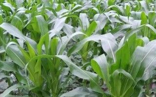 軍單23玉米種子簡介，中抗彎孢菌葉斑病