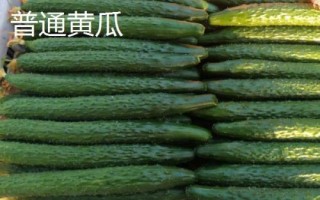 水果型黃瓜怎么種植，緩苗后要勤澆小水
