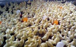 飼養(yǎng)雛鵝要注意什么，放在環(huán)境良好的育雛室內(nèi)養(yǎng)護