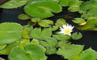 怎么在缸里養(yǎng)荷花，將它放到光照條件比較好的地方養(yǎng)護
