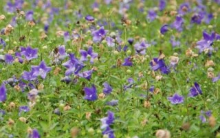 農(nóng)村熱門的藥材種植項(xiàng)目，枸杞的產(chǎn)量一般更加穩(wěn)定