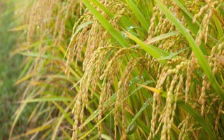 荃優(yōu)絲苗水稻種子特點(diǎn)，全生育期136.3天