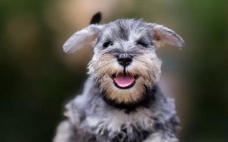 小雪納瑞犬怎么養(yǎng)，在21天的時(shí)候要做驅(qū)蟲