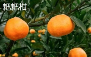 丑橘是不是耙耙柑，二者有6種區(qū)別