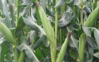 嶼誠1號玉米品種的特性，在適應(yīng)區(qū)5月1日左右播種