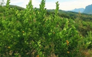 怎么用種子種植檸檬，選取自然成熟的檸檬果實籽