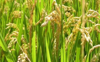 蓮育3213水稻種子特征特性，該品種主莖12片葉