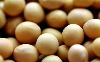 受歡迎的大豆品種有哪些，常見的有中黃35、中黃301等
