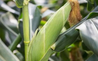 盛玉608玉米種簡介，播種期4月下旬至5月上旬
