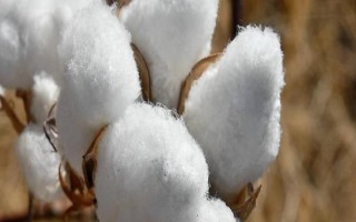 盛雜棉9號F1棉花種子簡介，每畝定植1500-1800株