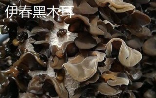 黑龍江伊春的特產(chǎn)，是我國優(yōu)質(zhì)黑木耳主產(chǎn)區(qū)