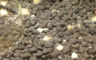 蛋白蟲和黃粉蟲的區(qū)別，分類、外形均不同