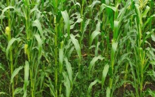 易歐得398玉米品種的特性，4月下旬至5月上旬播種